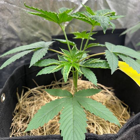 Genética X-1 growlog timeline photo