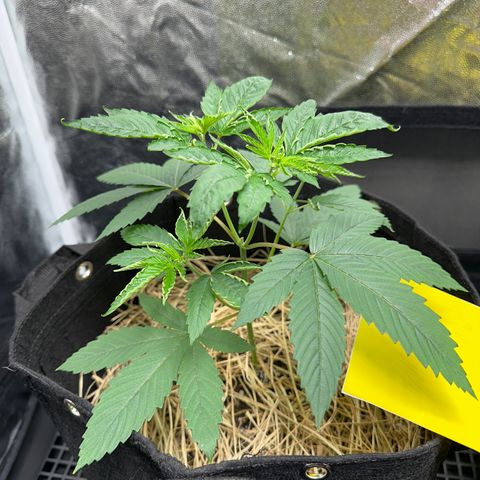 Genética X-1 growlog timeline photo
