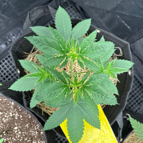 Genética X-1 growlog timeline photo