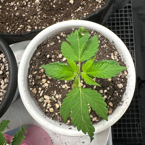 Genética X-2 growlog timeline photo