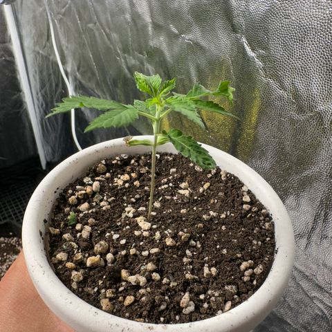 Genética X-2 growlog timeline photo