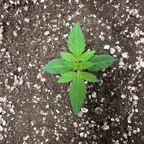 24k GOLD growlog timeline photo
