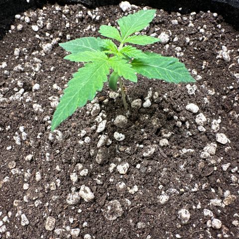 24k GOLD growlog timeline photo