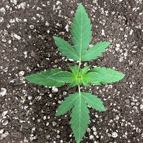 Strick Gorilla 4# growlog timeline photo