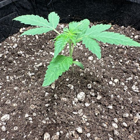 Strick Gorilla 4# growlog timeline photo