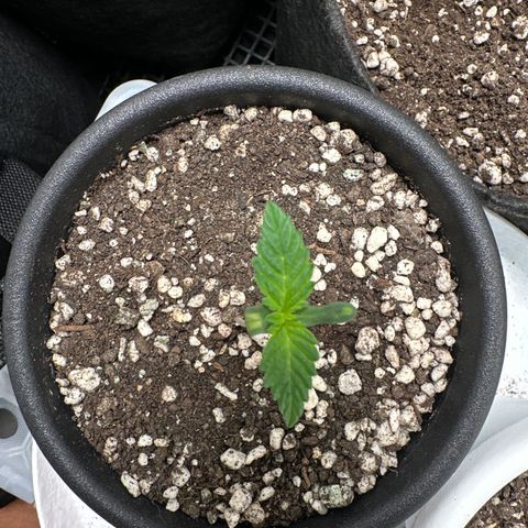 Violet Wedding Cake growlog timeline photo