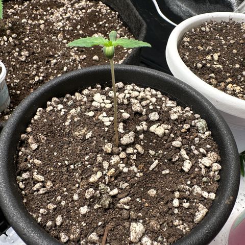 Violet Wedding Cake growlog timeline photo