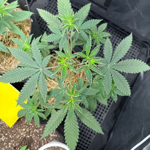 Apple Fritters growlog timeline photo