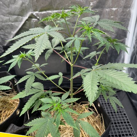 Apple Fritters growlog timeline photo
