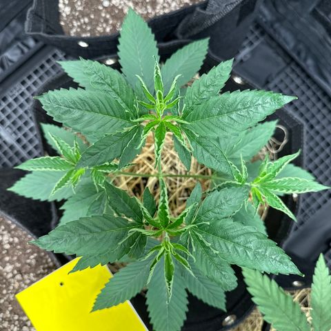 Genética X-1 growlog timeline photo