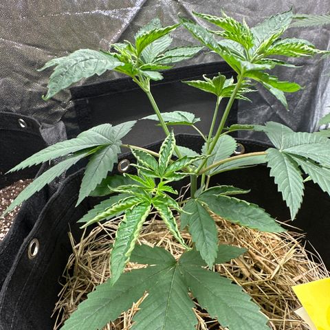 Genética X-1 growlog timeline photo