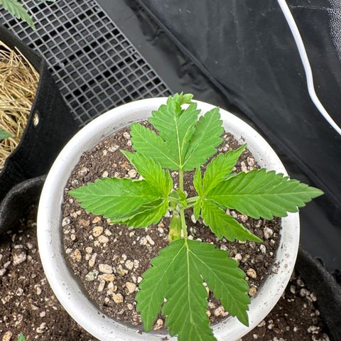 Genética X-2 growlog timeline photo