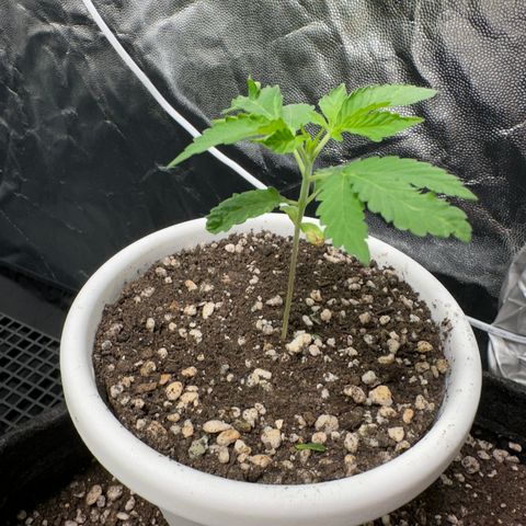 Genética X-2 growlog timeline photo