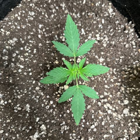 Strick Gorilla 4# growlog timeline photo