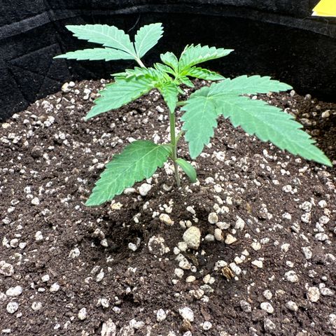 Strick Gorilla 4# growlog timeline photo