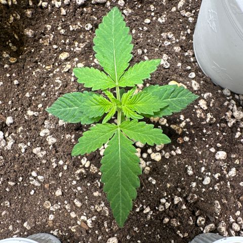 24k GOLD growlog timeline photo