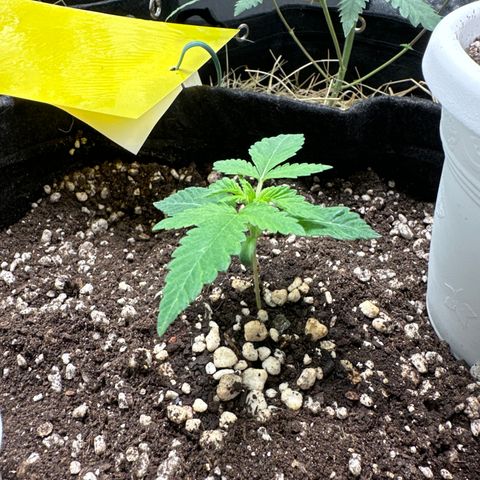 24k GOLD growlog timeline photo