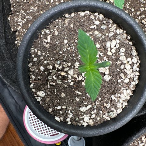 Violet Wedding Cake growlog timeline photo