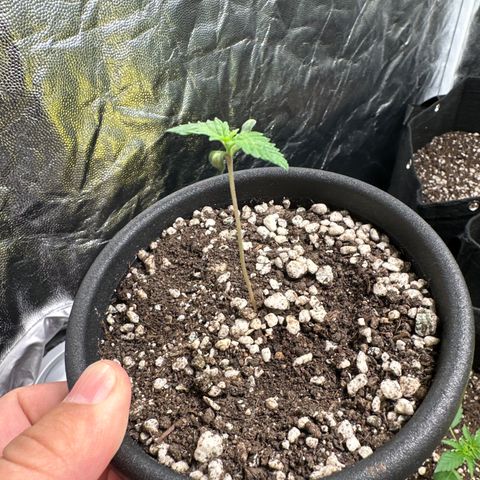 Violet Wedding Cake growlog timeline photo