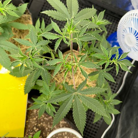 Apple Fritters growlog timeline photo
