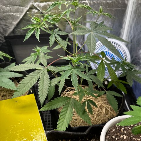 Apple Fritters growlog timeline photo