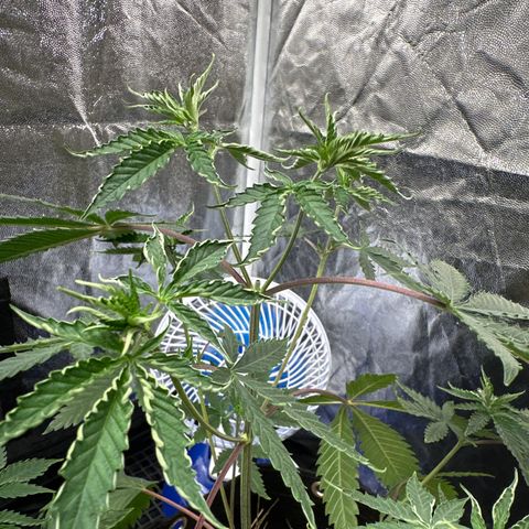 Apple Fritters growlog timeline photo