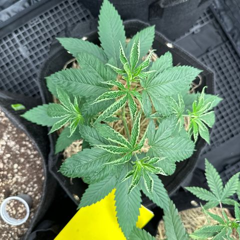 Genética X-1 growlog timeline photo