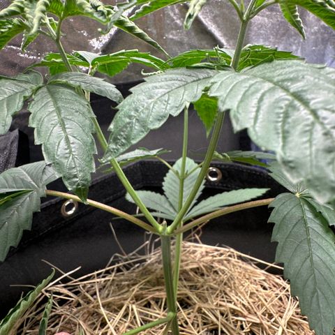 Genética X-1 growlog timeline photo