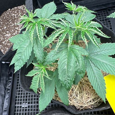 Genética X-1 growlog timeline photo