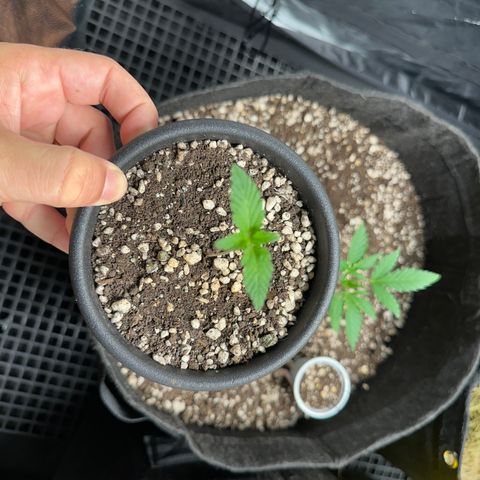 Violet Wedding Cake growlog timeline photo