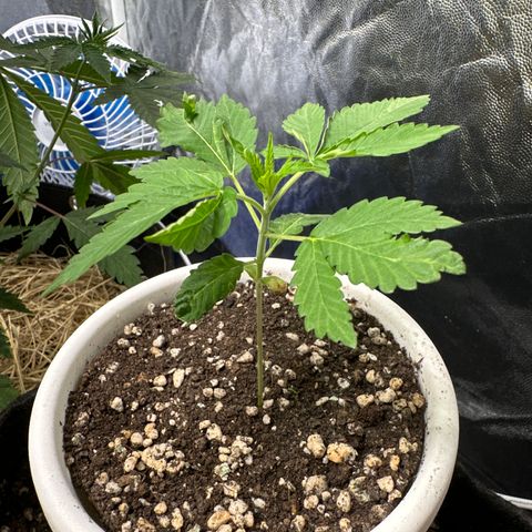Genética X-2 growlog timeline photo