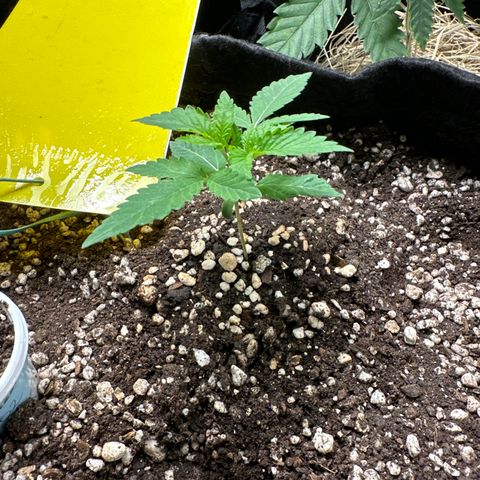 24k GOLD growlog timeline photo