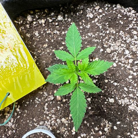 24k GOLD growlog timeline photo