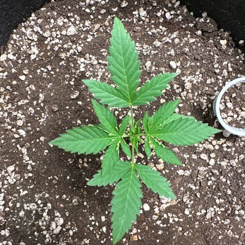 Strick Gorilla 4# growlog timeline photo