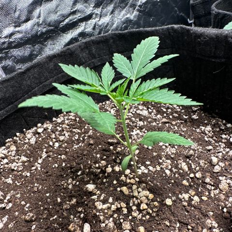 Strick Gorilla 4# growlog timeline photo