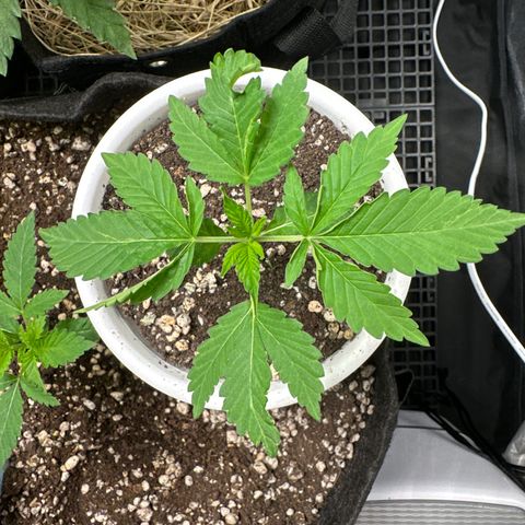 Genética X-2 growlog timeline photo