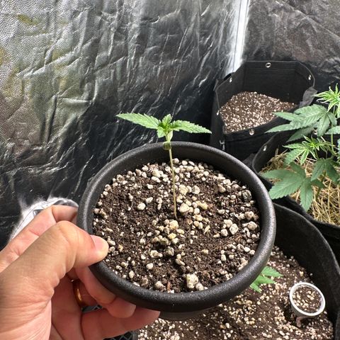 Violet Wedding Cake growlog timeline photo