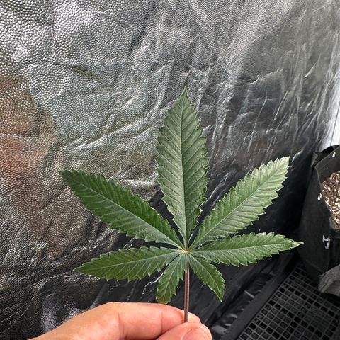 Apple Fritters growlog photo: Poda 2