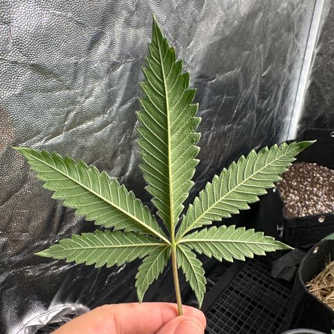 Apple Fritters growlog photo: Poda 2