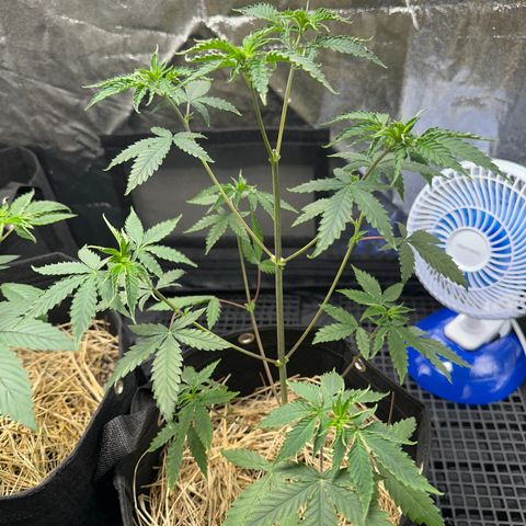 Apple Fritters growlog photo: Poda 2