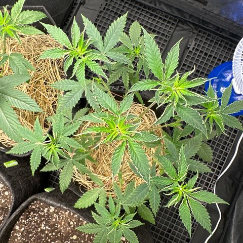 Apple Fritters growlog photo: Poda 2