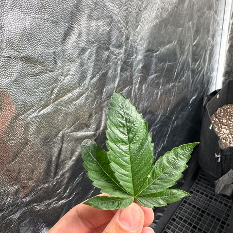 Genética X-1 growlog photo: Poda 2