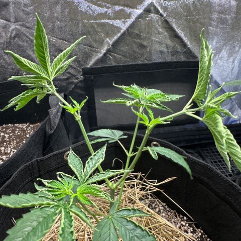 Genética X-1 growlog photo: Poda 2