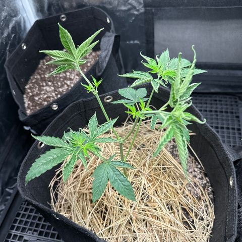 Genética X-1 growlog photo: Poda 2