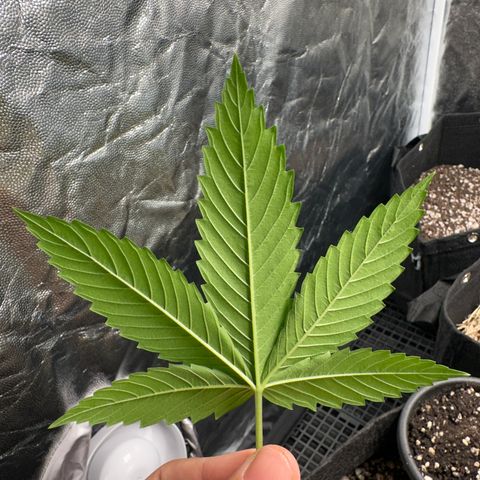 Genética X-1 growlog photo: Poda 2
