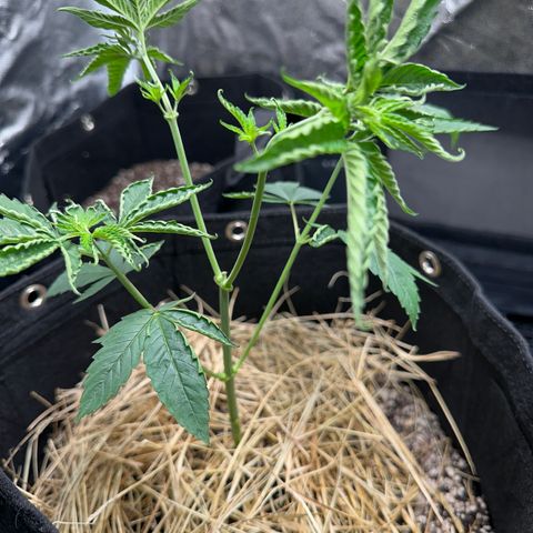 Genética X-1 growlog photo: Poda 2