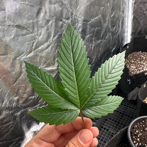 Genética X-1 growlog photo: Poda 2