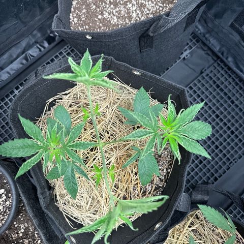Genética X-1 growlog photo: Poda 2