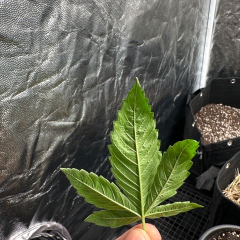 Genética X-1 growlog photo: Poda 2