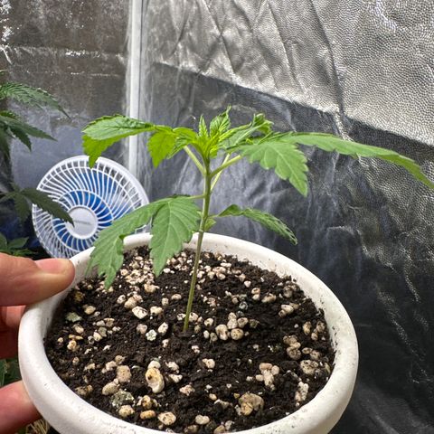 Genética X-2 growlog timeline photo
